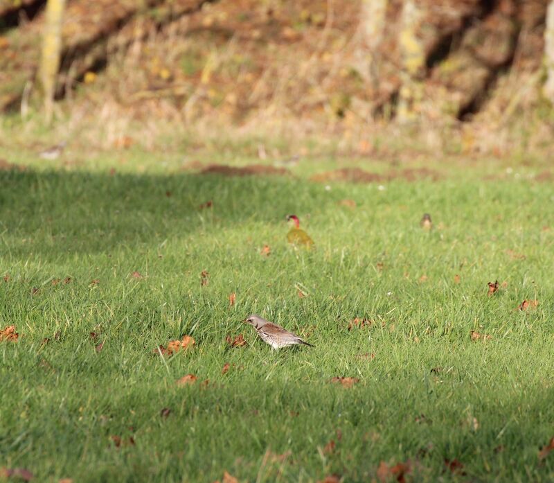 Fieldfare