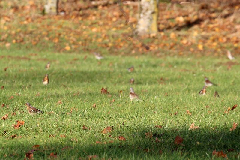 Fieldfare