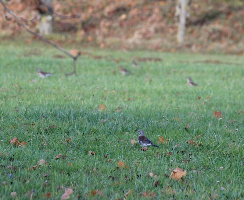 Fieldfare