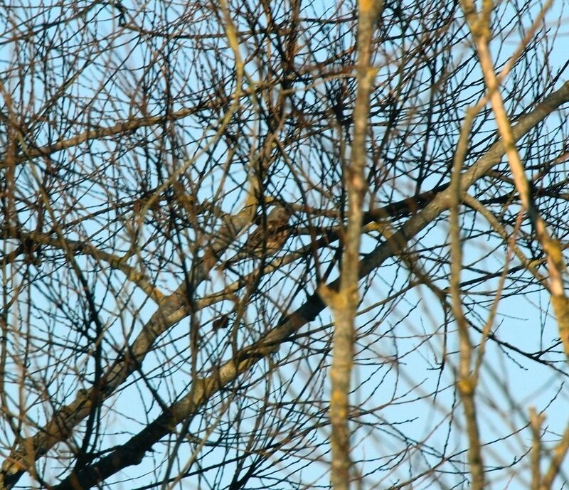 Fieldfare