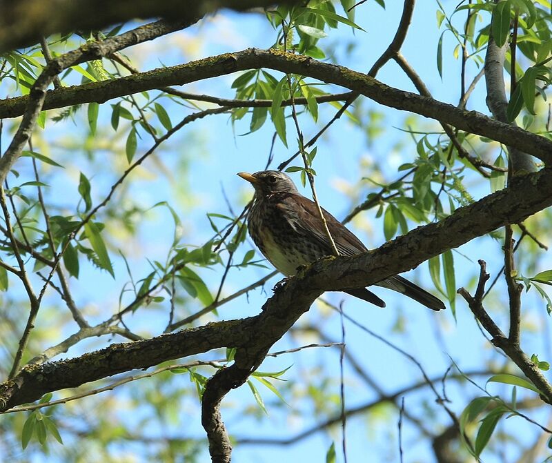 Fieldfare