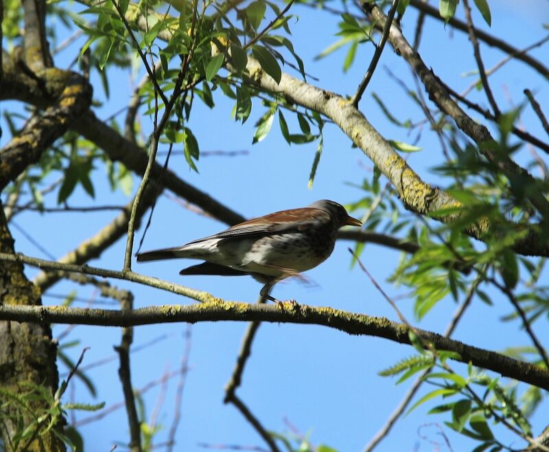 Fieldfare