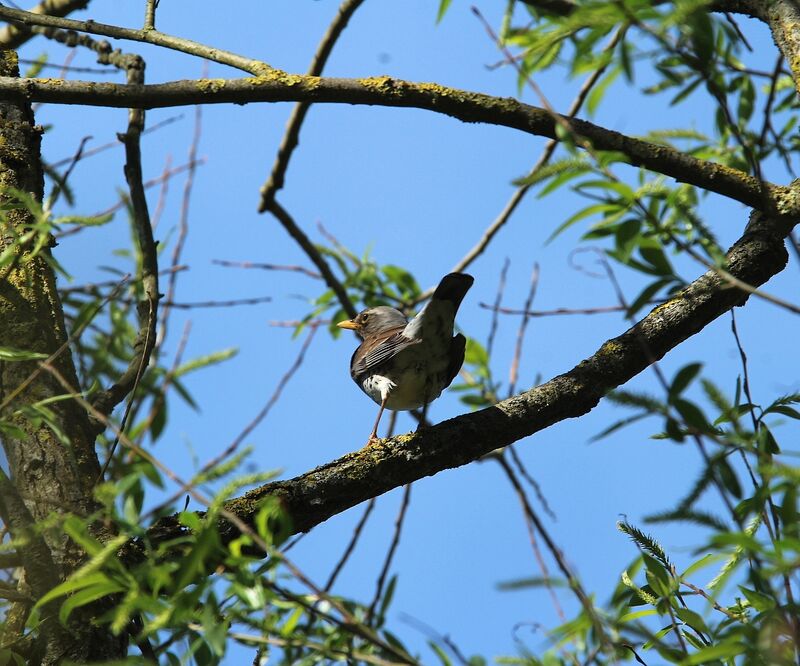 Fieldfare