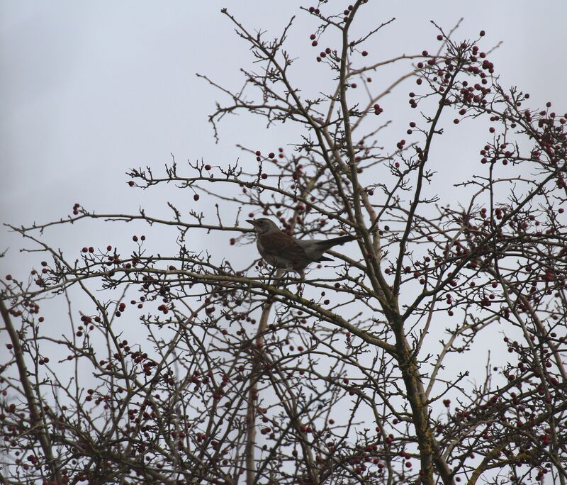 Fieldfare