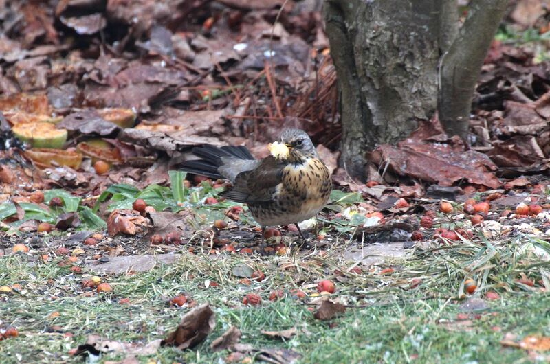 Fieldfare