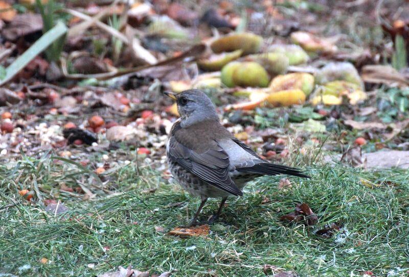 Fieldfare