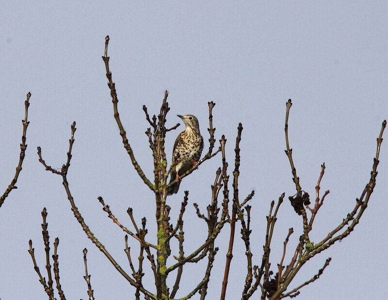 Song Thrush