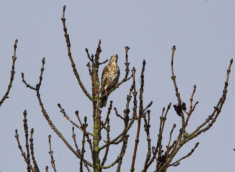 Song Thrush