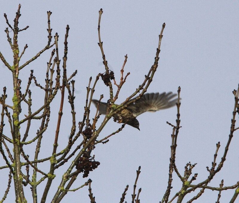 Song Thrush