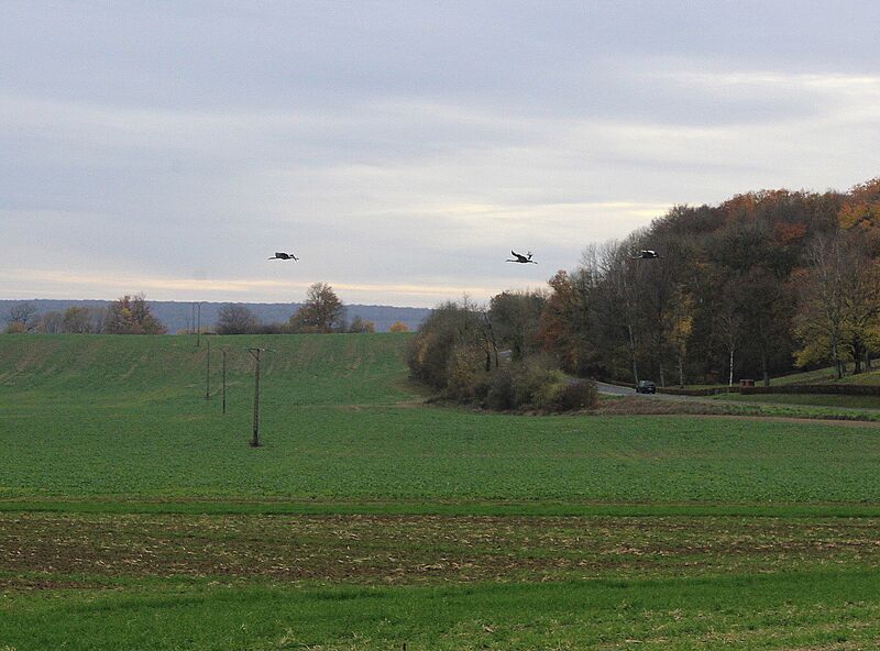 Grue cendrée