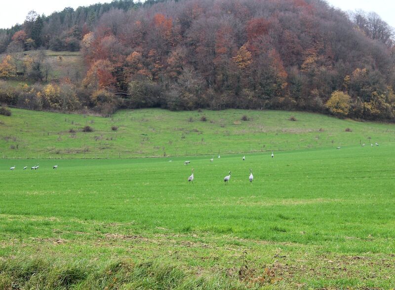 Common Crane