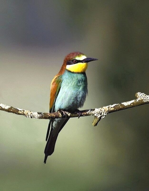 European Bee-eater