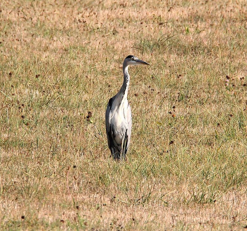 Grey Heron