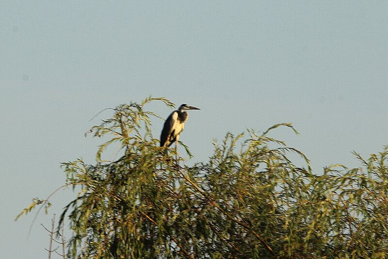 Grey Heron