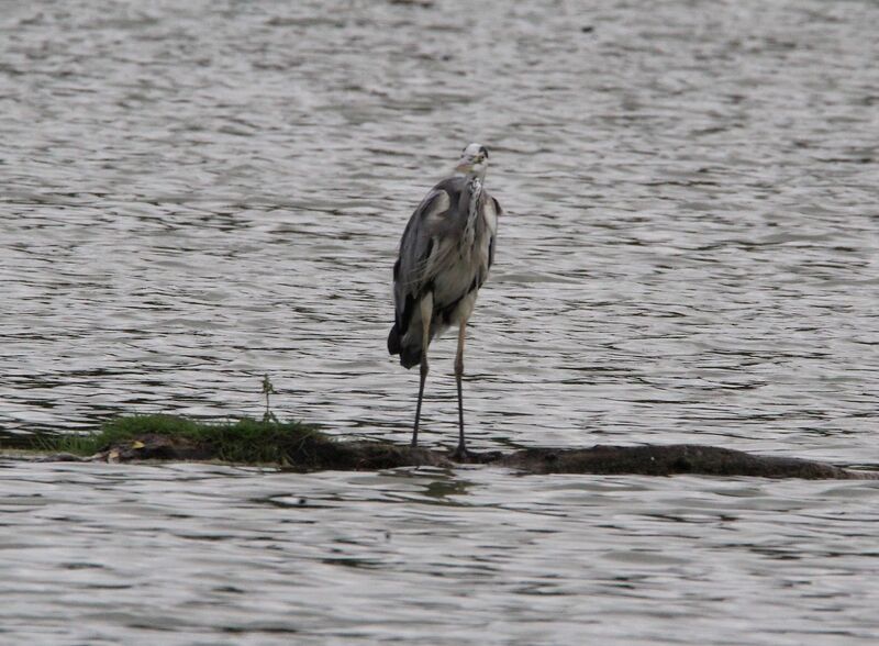 Grey Heron