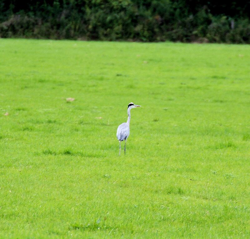 Grey Heron