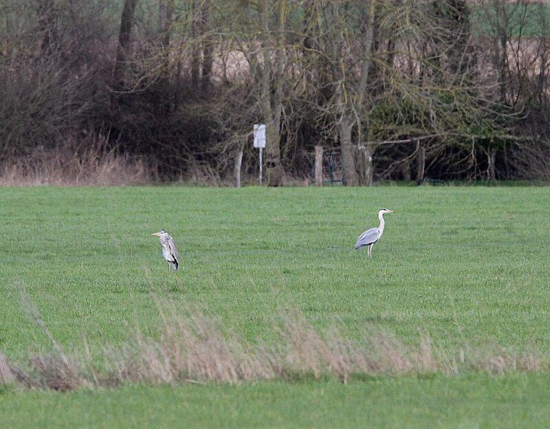 Grey Heron