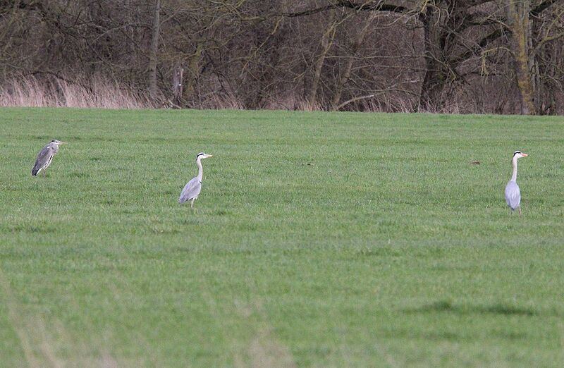 Grey Heron