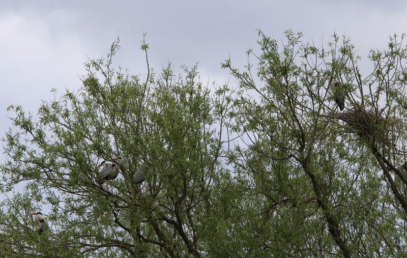 Grey Heron