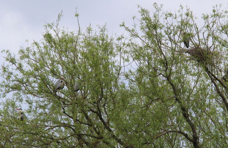 Grey Heron