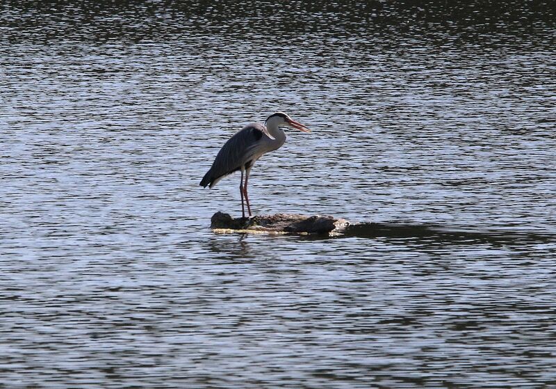 Grey Heron