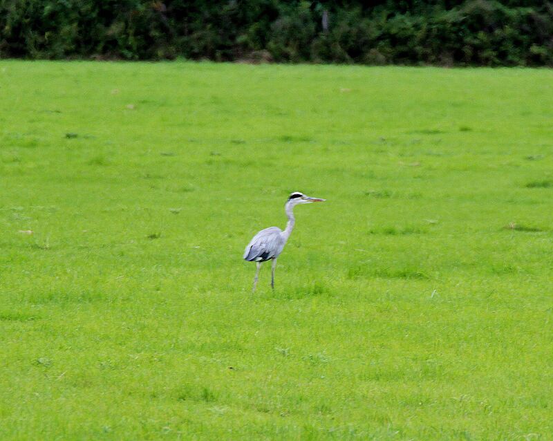 Grey Heron