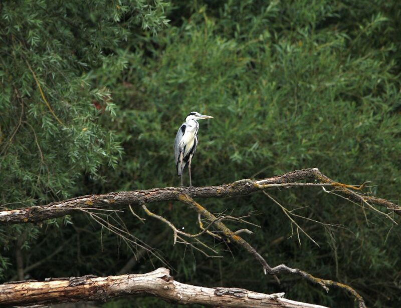 Grey Heron