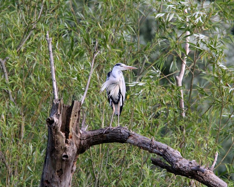 Grey Heron