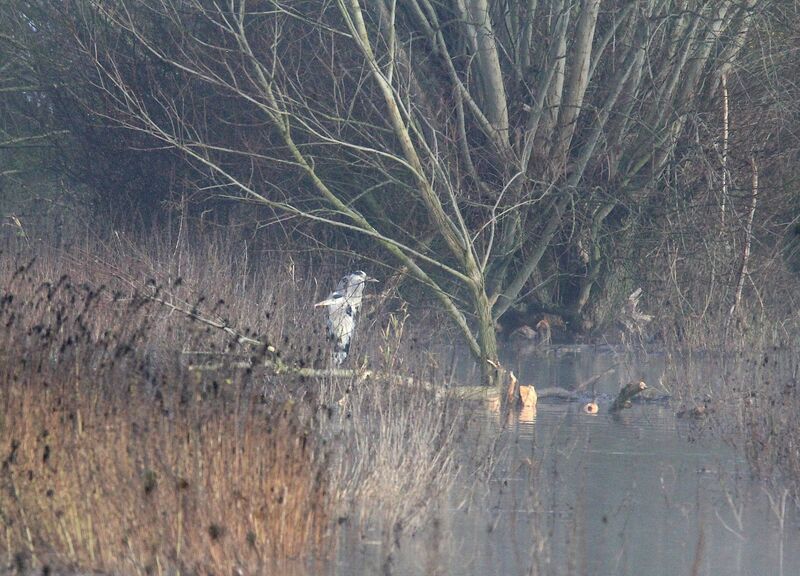 Grey Heron