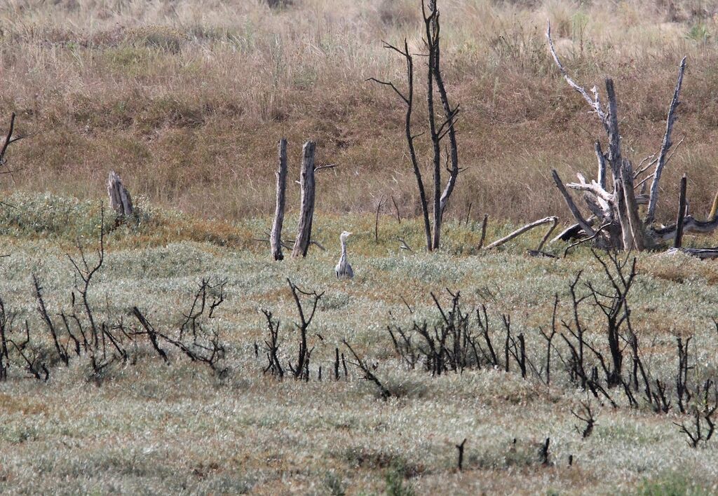 Grey Heron