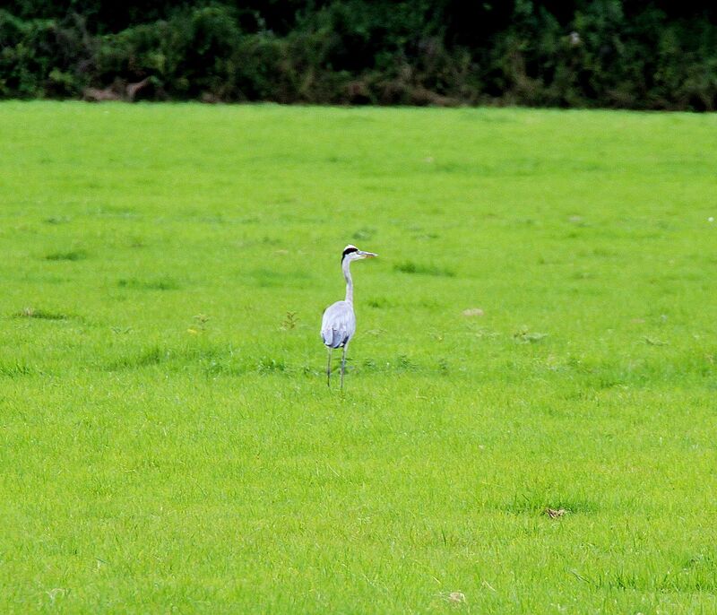 Grey Heron