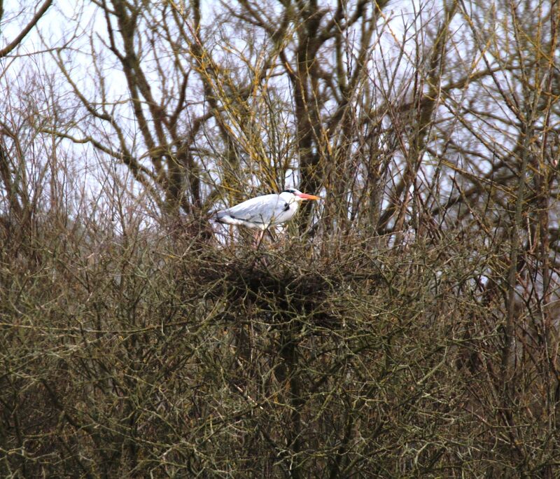 Grey Heron