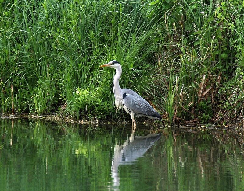 Grey Heron