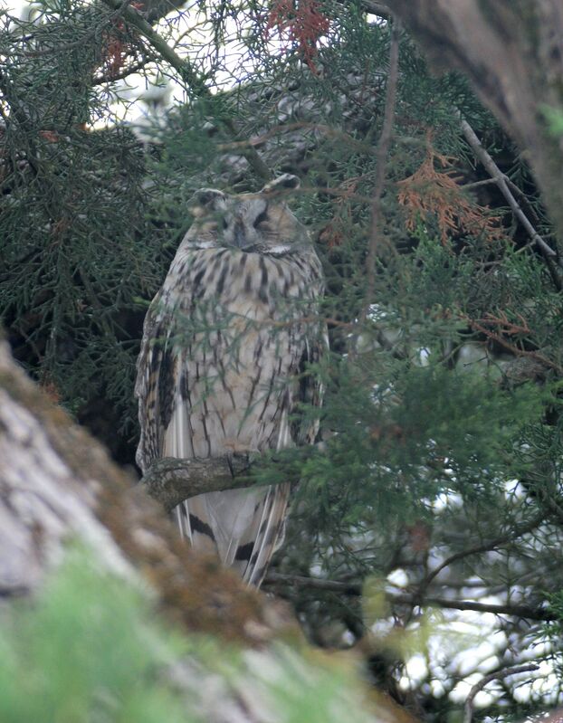 Hibou moyen-duc