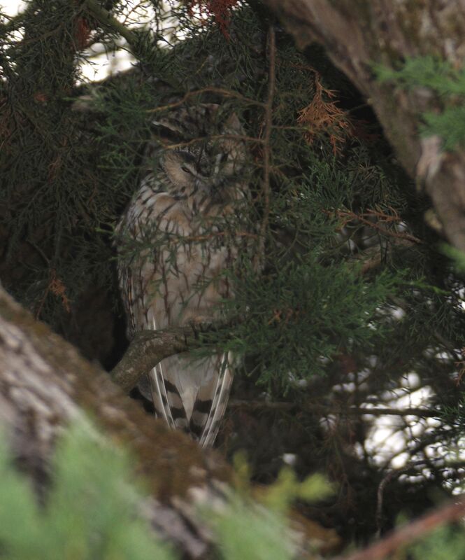 Long-eared Owl