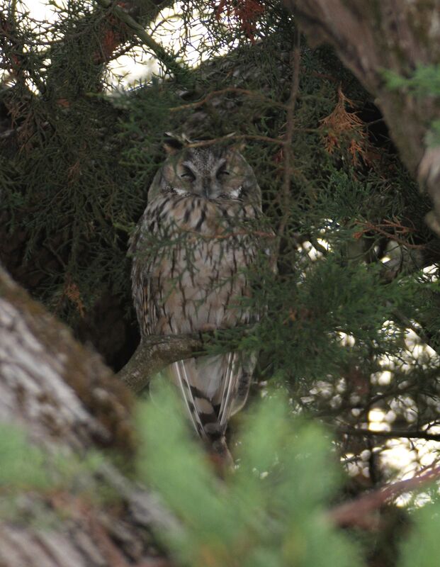 Long-eared Owl