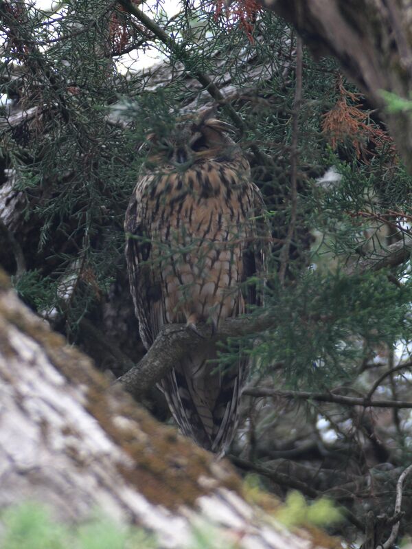 Hibou moyen-duc