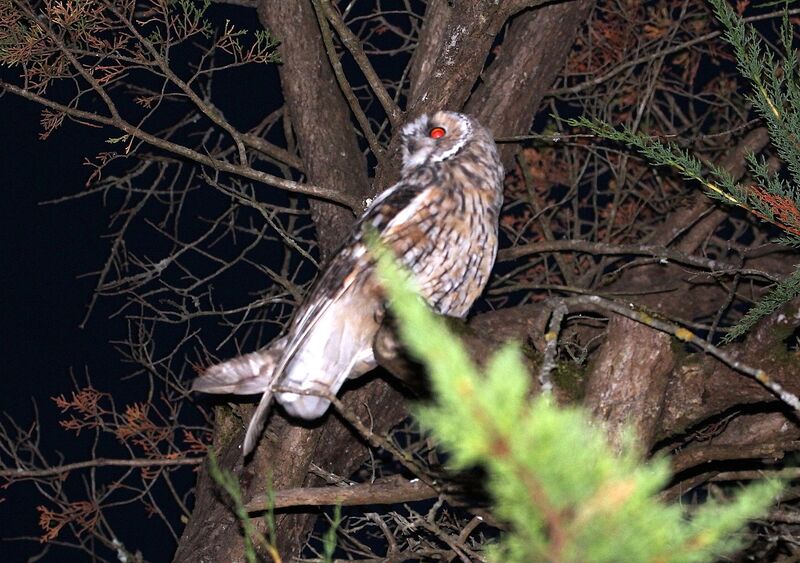 Long-eared Owl