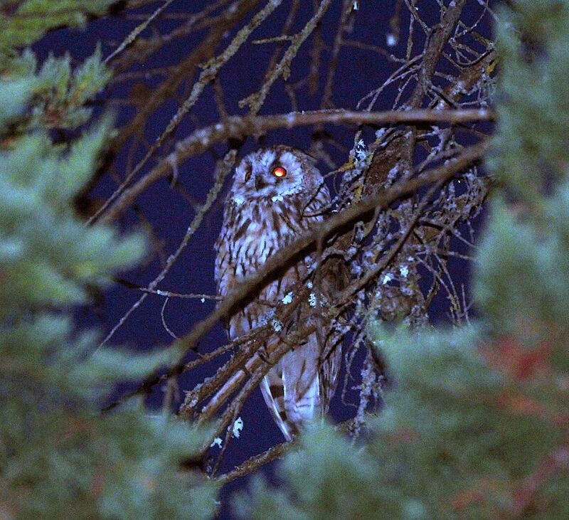 Long-eared Owl