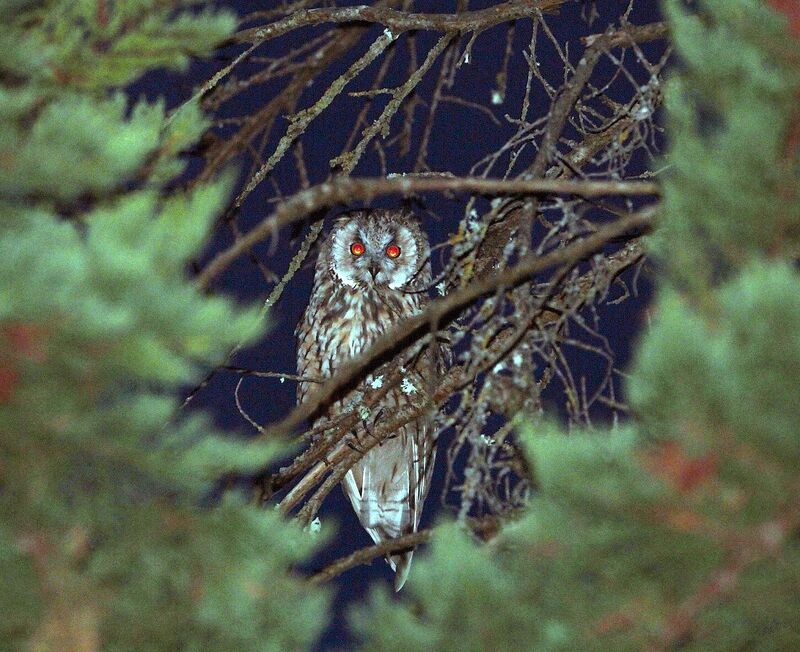 Long-eared Owl