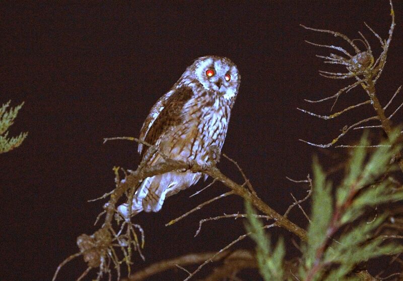 Long-eared Owl