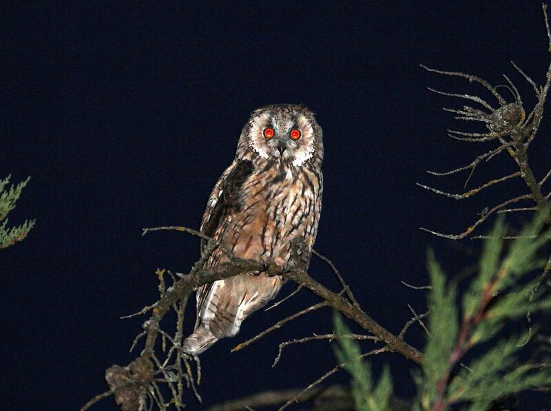 Long-eared Owl