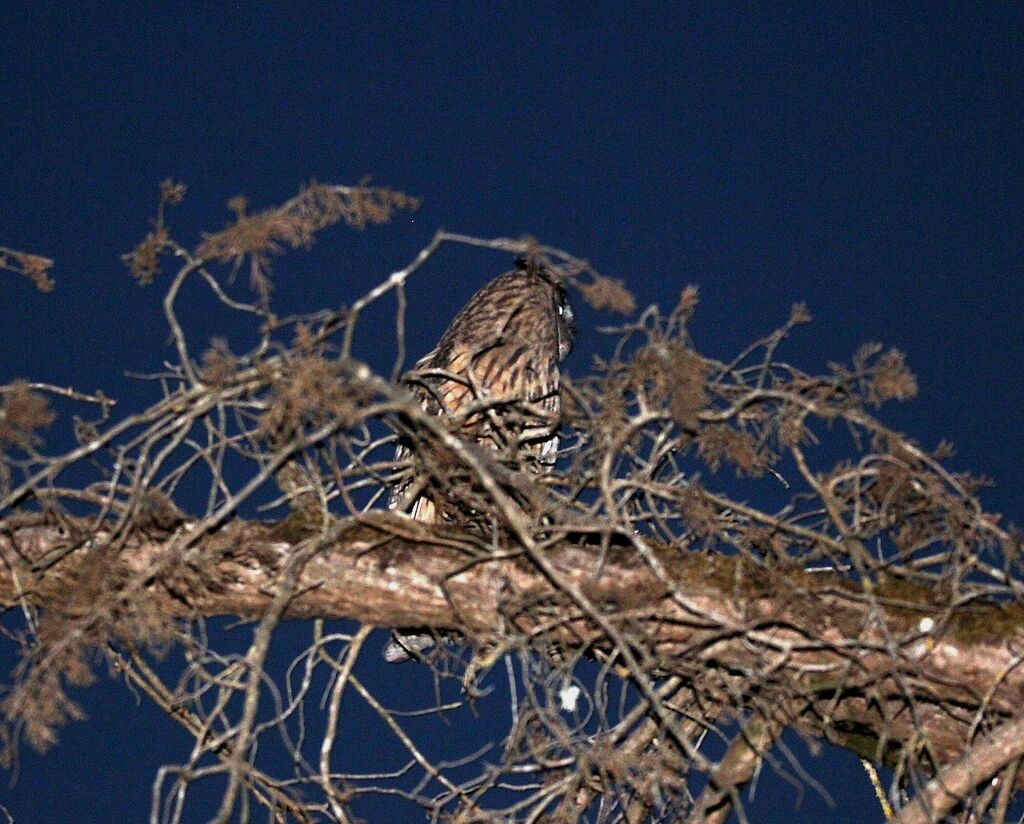 Long-eared Owl
