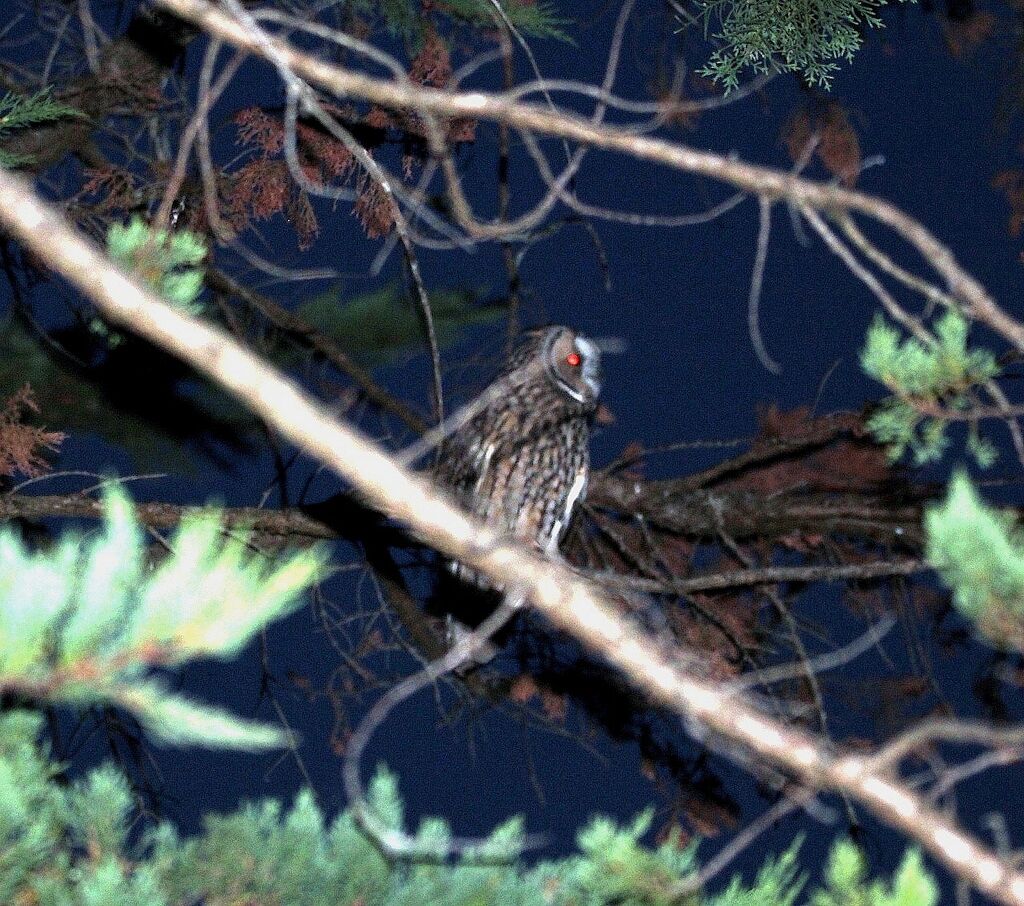 Long-eared Owl