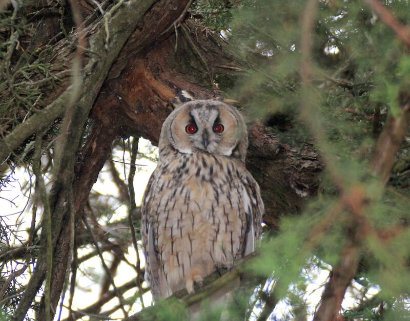 Long-eared Owl