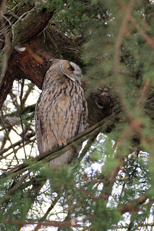 Hibou moyen-duc