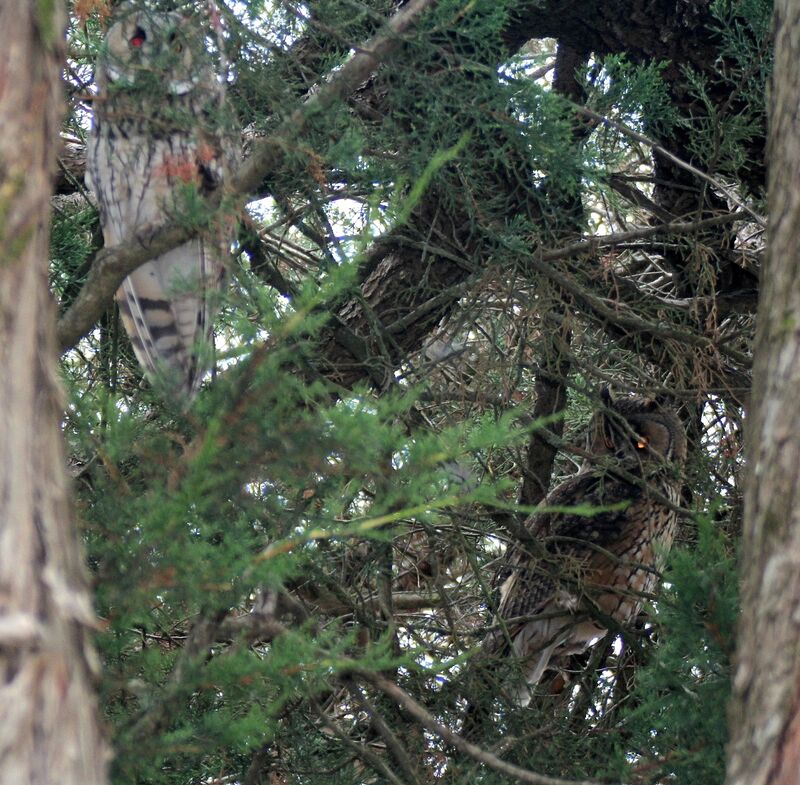 Long-eared Owl