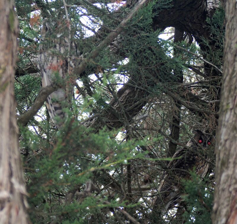 Long-eared Owl