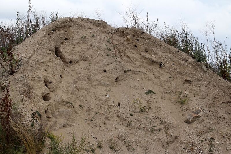 Sand Martin