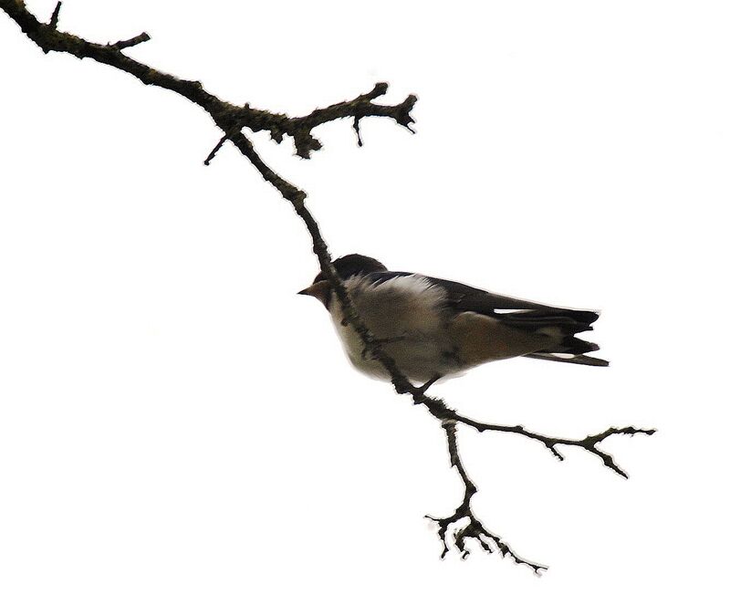 Barn Swallow